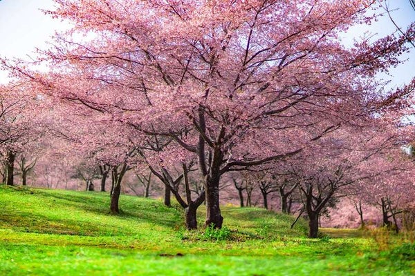 【博多発】桜のグラデーション・長湯温泉しだれ桜の里と日本一の水中鍾乳洞・稲積水中鍾乳洞 日帰り2